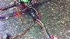 My First Quadcopter Build Problem With Turnigy 12a Esc And Kkmulticopter Board From Hobby King